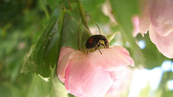 hmyz, entomologie, opylování, květ, makro, wwwwww, www, wwww, 路广拍摄于 2021 年 5月 Luguang 摄影作品 Květina