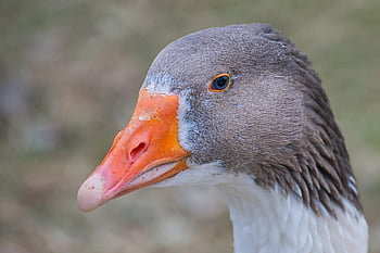 ガチョウ、 雁、 グレイラググース、 水鳥、 家禽、 野鳥、 渡り鳥、 ガンダー、 ガチョウの鳥、 自然、 動物