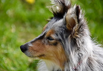 dog, female Dog, animal, portrait Profile Of A Dog, shetland Sheepdog, dog Pure Breed, bitch Nobility Blue, dog Blue Eyes, muzzle End, mammal, canine