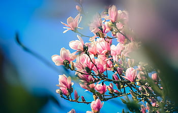 růžové květy magnólie, bílé květy, objektiv s naklápěcím posunem, jasně modrá obloha, jarní květy, květy magnolie, květinové fotografie, jarní květiny, růžové květy, modrá obloha, jarní sezóna