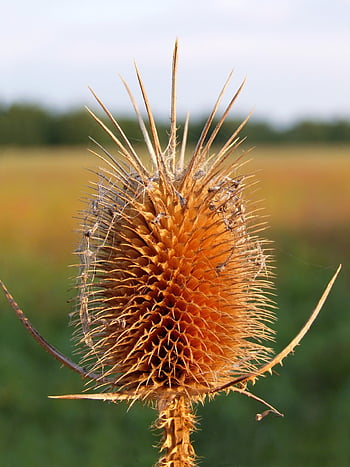 teasel, forest Christmas, herb, prickly, thorny, plant, delicate, dipsacus Fullonum, nature, diuretic, sweaty