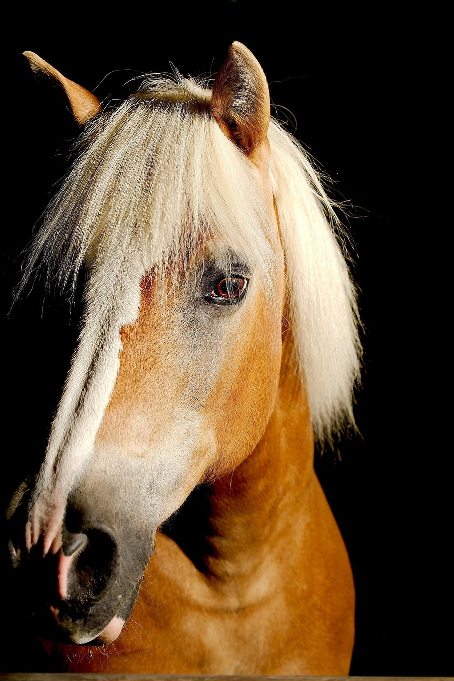 horse, animal, mammal, nature, haflinger, mane, equestrian, head, wildlife, portrait, equine