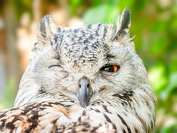 výr velký, detailní fotografie, jedno oko otevřené, Podrobné peří, živé oko, mrkání sova, fotografování ptáků, Obrázek divoké zvěře, fotografování přírody, sova portrét, Detailní divoká zvěř