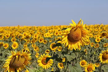 sunflowers, floors, nature, yellow, scenery, exploitation, plantation