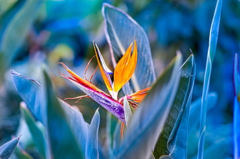 ráj, květ, krásné květiny, rostlina, květinové tapety, kvetoucí rostlina, okrasné rostliny, flóra, Příroda, zahrada, strelitzia orchideje