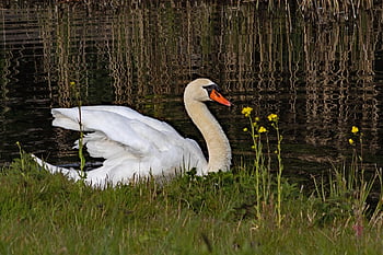 cygnus cygnus, mute swan, labuť, pták, jezero, bílá labuť, vodní ptáci, zvíře, křídla, peří, voda