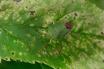 serangga, perisai bug, ilmu serangga, jenis, alam, bug bau, makro, bug penyanyi, bug, daun, jatuh