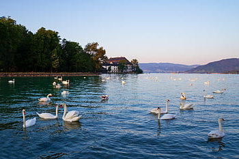 landscape, swans, lake, castle, lock Chamber, attersee, austria, in The Morning, rising Sun, morning Light, mood