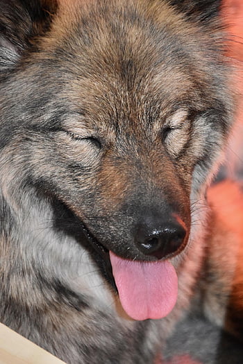 female Dog, language Of A Dog, grimace Dog, eurasier Orlaya, canine, animal, adorable, doggie, nature, pet, dog
