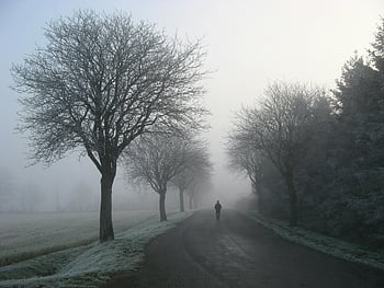 person walking, frosty road, misty winter, solitary figure, trees, winter day, frosty landscape, road between trees, winter scene, foggy morning, frost-covered trees
