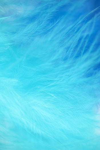 blue feathers, close-up photography, vibrant colors, delicate feathers, abstract pattern, ethereal design, feather texture, blue abstract, close-up image, feather art, blue background