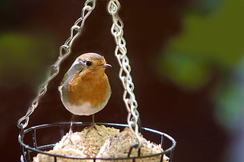 robin, oiseau chanteur, oiseau, animal, petit oiseau, faune, plumage, alimentation, ornithologie, observation des oiseaux, la nature