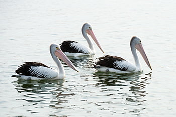 pelikány, ptáků, volně žijících živočichů, Příroda, moře, oceán, Austrálie, zvíře, divoký, zobák, plavání