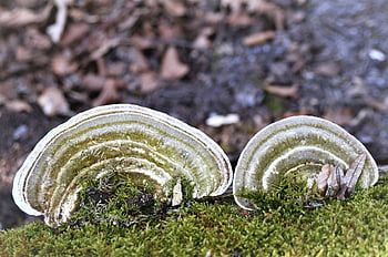 tree Mushroom, mushroom, tinder Sponge, tinder, tinder Fungus, decomposition, forest Floor, forest, fomes Fomentarius, nature, fruiting Bodies