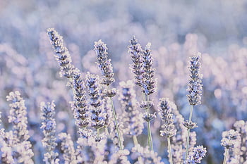 lavender, blooming flowers, summer field, Provence France, serene landscape, lavender blooms, lavender field, purple flowers, natural beauty, floral scenery, peaceful nature