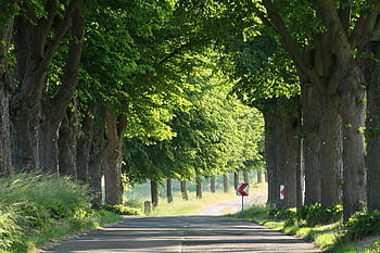 stromy, listy, avenue, lípa, zelená, Baltské moře