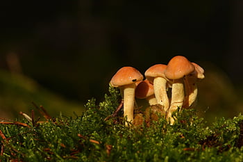 гъби, гъба, мъх, дискова гъба, есен, гора, природа