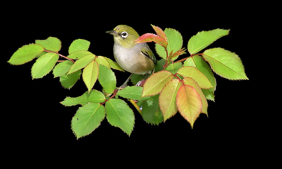 bird, silver Eye, plant, rose Flower, rose, leaves, cut Out, isolated, garden, nature