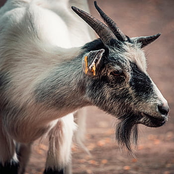 goat, nature, fawn, mammal, animal, wildlife, sheep, agriculture, livestock, cute, fur