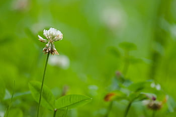 jetel luční, trifolium pratense, jetel, bílý jetel, motýlů, wildflower louka, květinová louka