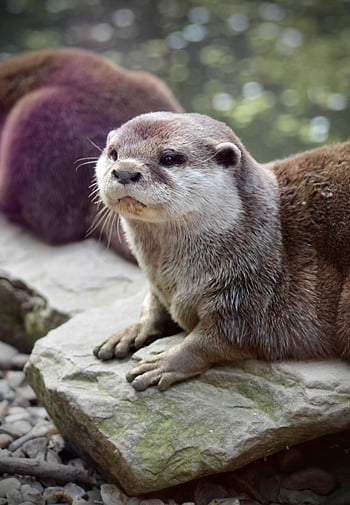 otter, rock, adorable, resting, playful nature, whiskered face, wildlife, cute animal, nature photography, river otter, animal portrait