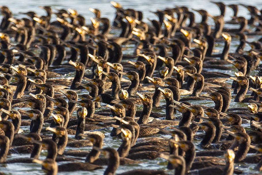 ptáků, kormoránů, velké egrets, jezero, Příroda, krajina, ardea alba, divoký, ráno, pole, nebe