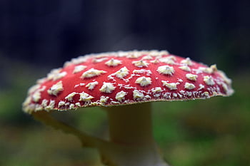 nature, mushroom, fly Agaric, red Mushroom, poisonous Mushroom, toadstool, fungus, amanita Muscaria, fly Amanita, forest, closeup