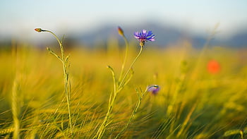 maismel, felt, hveteåker, eng, landskap, blomst, blomst bakgrunn, blomstre, anlegg, blomst eng, kornåker