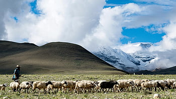 pastýř, stádo ovcí, pastviny, hornatý terén, jasná obloha, Pastorační scéna, venkovské krajiny, ovce, pasení ovcí, přírodní scenérie, venkovní nastavení