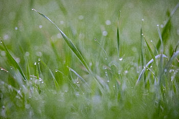erba, rugiada, pioggia, bagnato, gocciolina, bokeh, sfondo, natura, all'aperto, ambiente, fresco