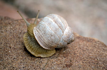 lumaca, conchiglia, spirale, gastropoda, natura, molluschi, ritorno, animale, sfondo hd, guscio di chiocciola, specie di lumache