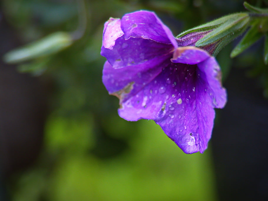 purple, flower, nature, blossom, flora, garden, field, plant, spring, close up, petals