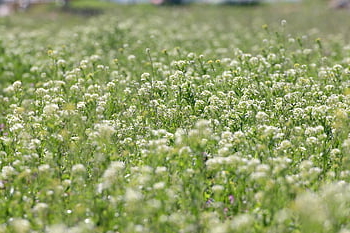 fiore selvaggio, natura, parco, Fiore di campo, pianta, campo, Repubblica di Corea, giardino, giardino floreale, Corea, primavera