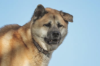 akita, hybrid, dog, akita Inu, animal, guard Dog, pet, domestic Animal, vigilant, guard, fur
