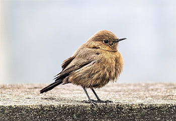 bird, indian Chat, ornithology, species, fauna, avian, animal, brown Rock Chat, wildlife, small Bird, plumage