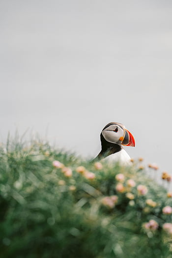 atlantický puffin, travnaté kopce, travnatý útes, květiny, puffin pták, Osamělý pták, Příroda, volně žijících živočichů, venkovní, scénický, útes