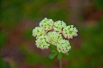 carotte sauvage, fleurs, plante, papier peint à fleurs, fleurs sauvages, reine anne dentelle, Dentelle évêque, Floraison, fond de fleur, fleur, belles fleurs