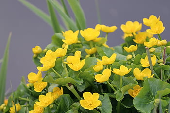 calendula di palude, fiori, pianta, caltha palustris, caltha, fiore d'uovo, Fiore di tuorlo, fiore d'oro, ranuncolo, petali, fioritura