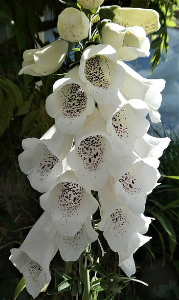 květiny, náprstník, digitalis purpurea, digitální, zvony, květ, zahradní rostlina, vytrvalá bylina, bylina, zahrada, Příroda