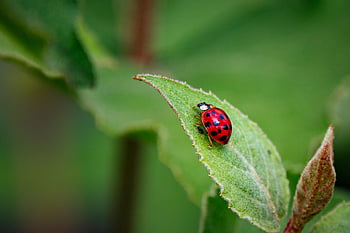 asijské dáma brouk, brouk, list, slunéčko sedmitečné, hmyz, Chyba, coccinellidae, coleoptera, rostlina, Příroda, detailní