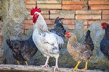 rooster, hens, chickens, birds, animals, male, female, chicken Coop, nature, chicken Comb, poultry