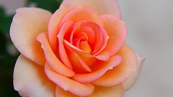rose, petals, bloom, blossom, flower, pink, peach, orange, garden, plant, love