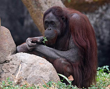 Orang-Utan, Tier, Säugetier, Affe, Primas, Natur, Orang Utan, Borneo
