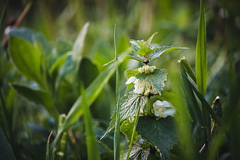 Kopřiva dvoudomá, kopřiva, rostlina, hořet, Příroda, botanika, bylina, léčivé byliny, léčivé rostliny, naturopathy, bylinková medicína