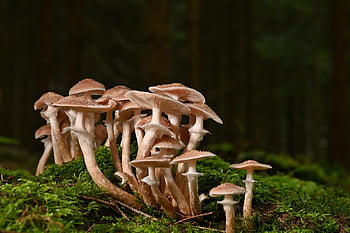 paddestoel, champignons, bosgrond, mos, schimmel wetenschap, natuur, vallen, Bos