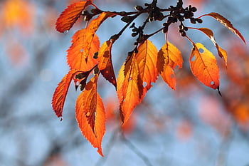 autumn, leaves, foliage, autumn Leaves, autumn Foliage, autumn Colors, autumn Season, fall Foliage, fall Leaves, fall Colors, orange Leaves
