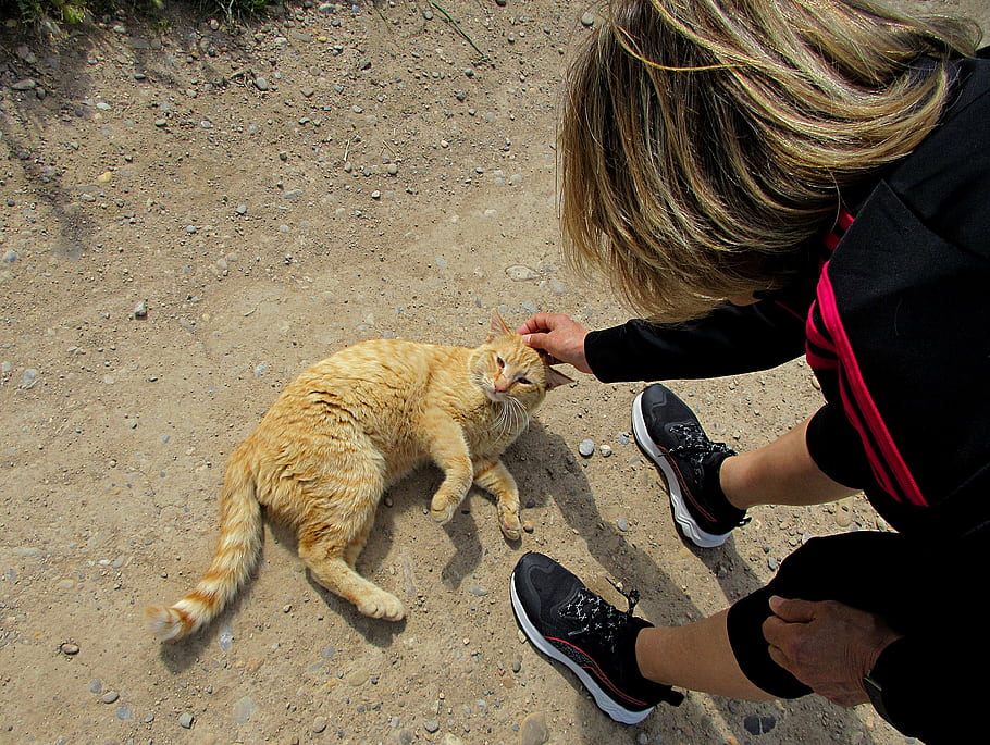 gatto, persona, petting, all'aperto, terra, scarpe, giacca, vivere in campagna, più amici, rurale, interazione