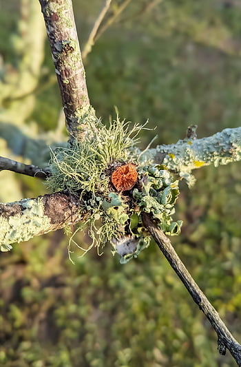 lichen, tree Branch, organism, algae, fungi, growth, broken Branch, nature, tree, plant, fruit