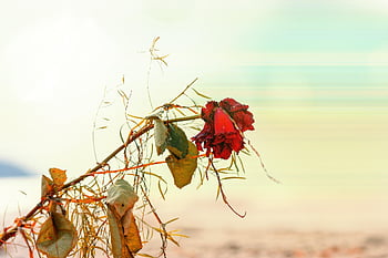 red Rose, withered Plant, red Flowers, sea, rose Flower, nature, plant, beach, rose, grief, ephemeral
