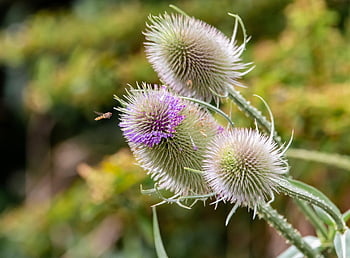 teasel, dipsacus Fullonum, adam's Flannel, teasel Flower, plant, thistle, prickly, nature, herbaceous, purple